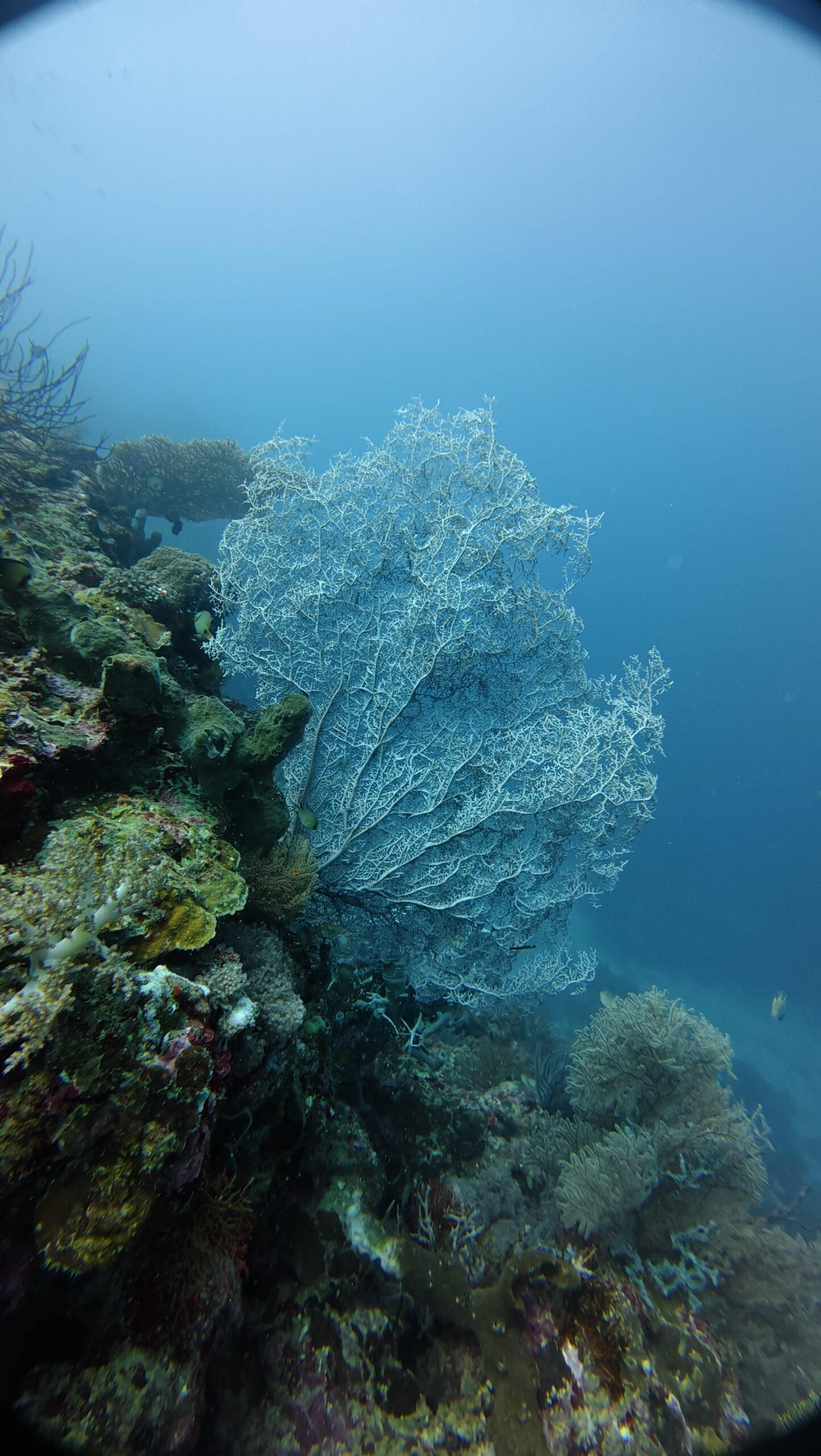Diving Menjangan Island from Pemuteran