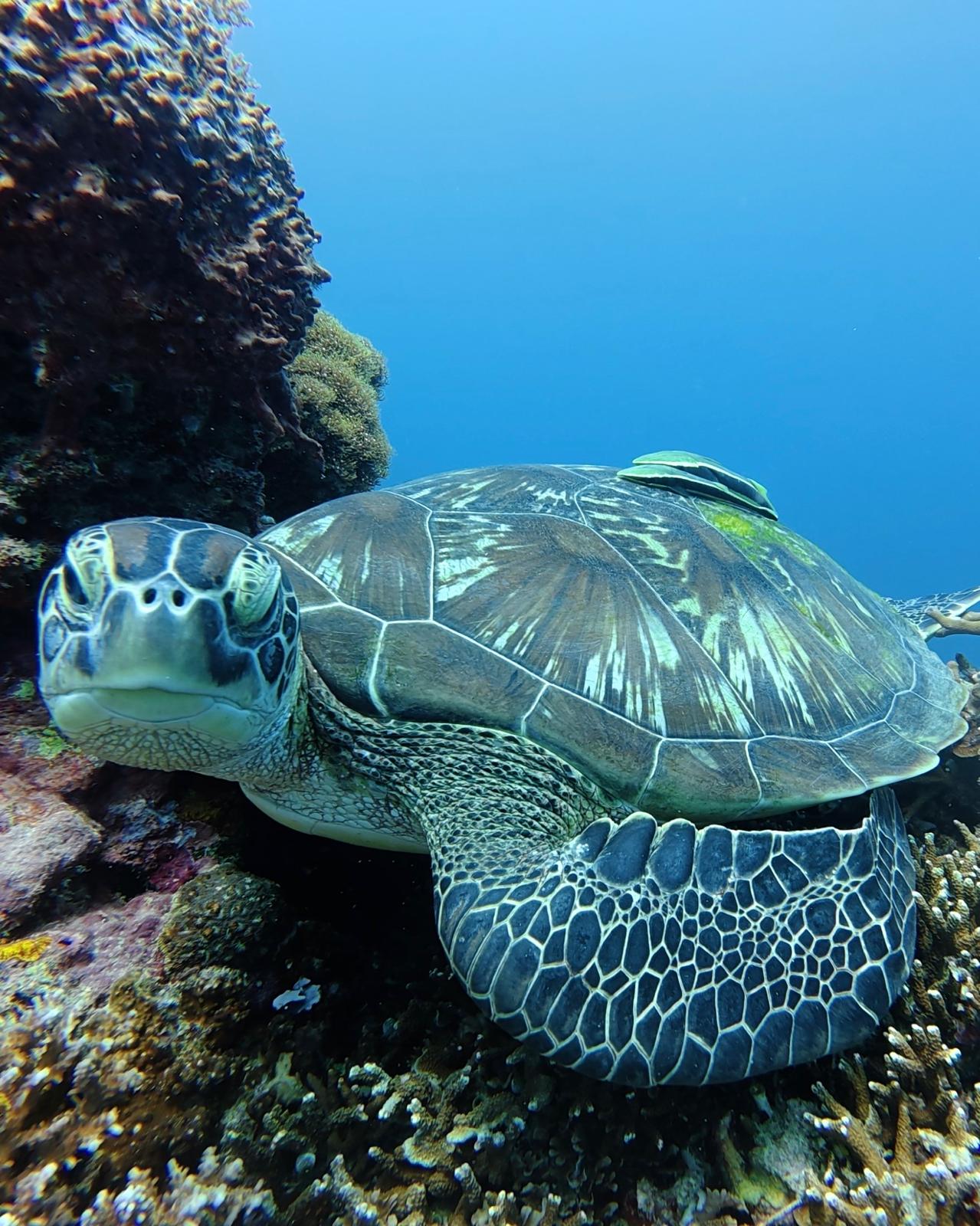PADI Dive Center, Pemuteran, Bali