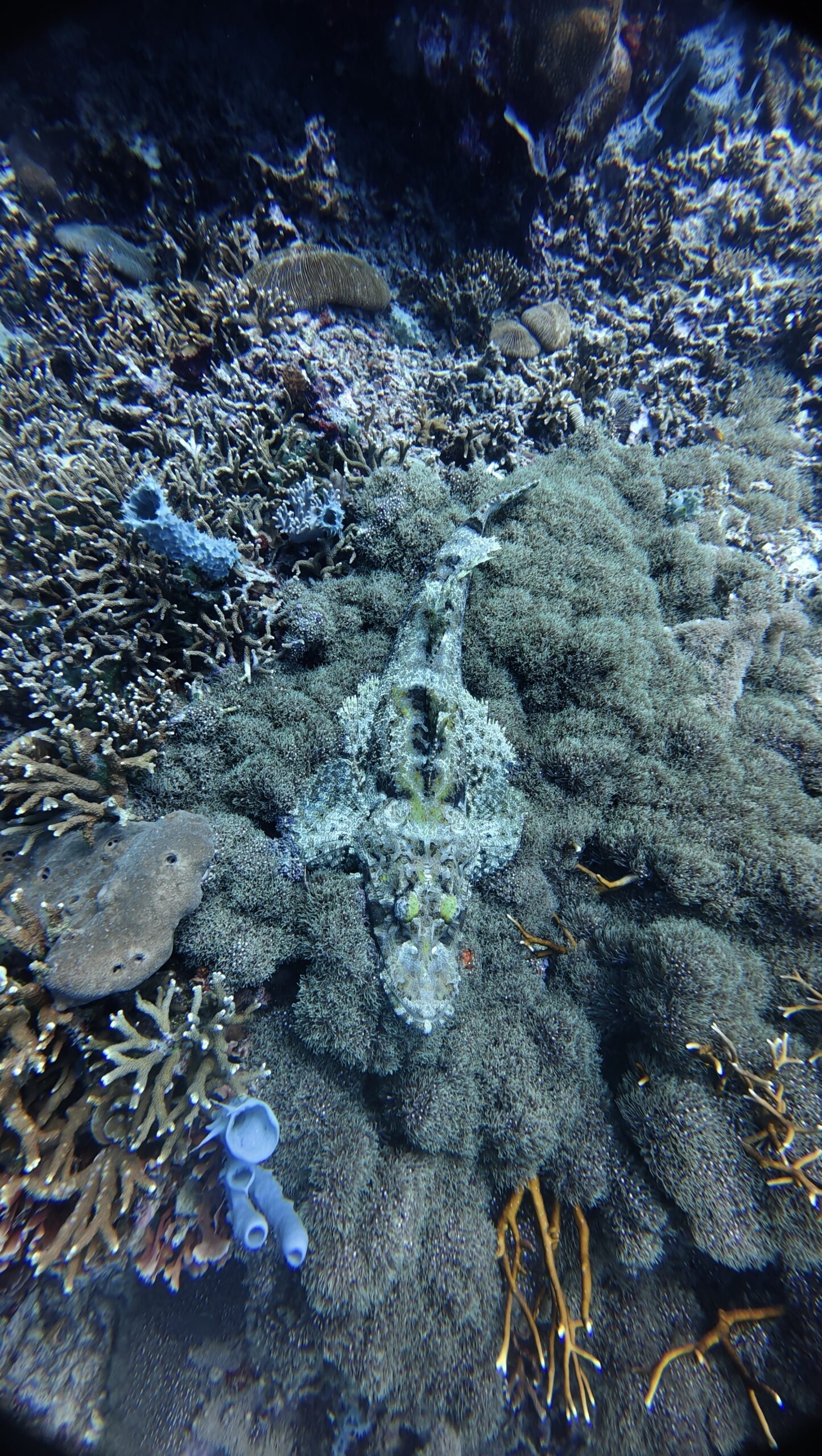 Diving Menjangan Island from Pemuteran