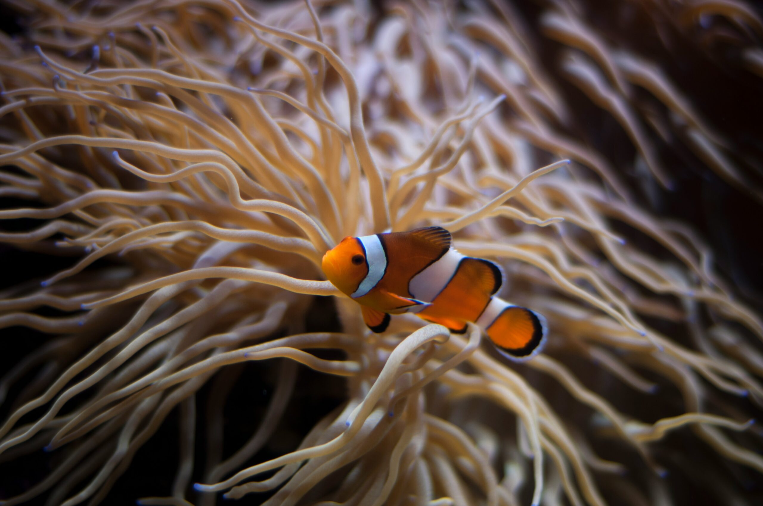 PADI courses