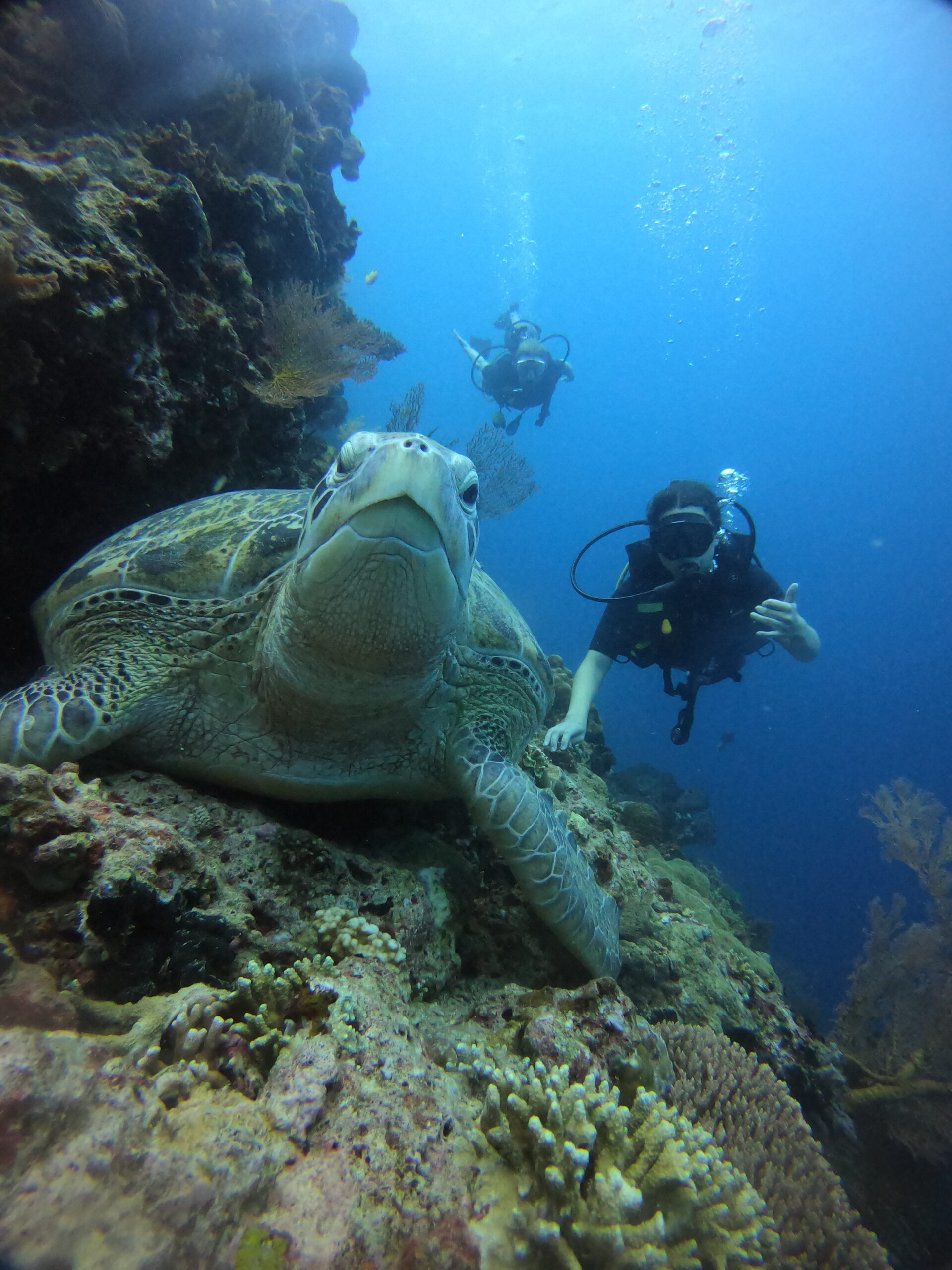 Menjangan Island diving from Pemuteran