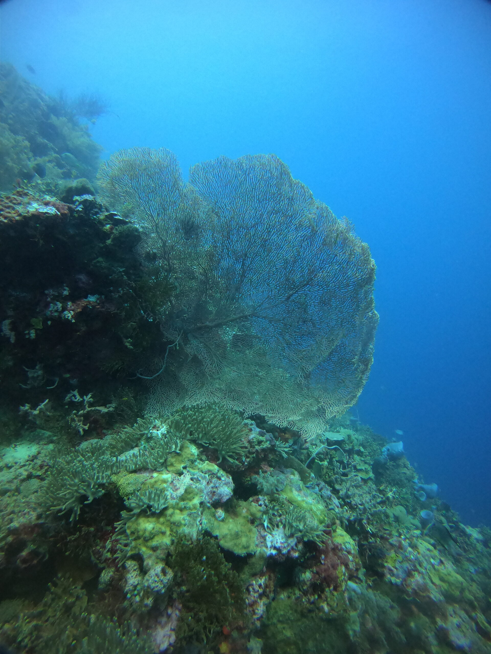 PADI course