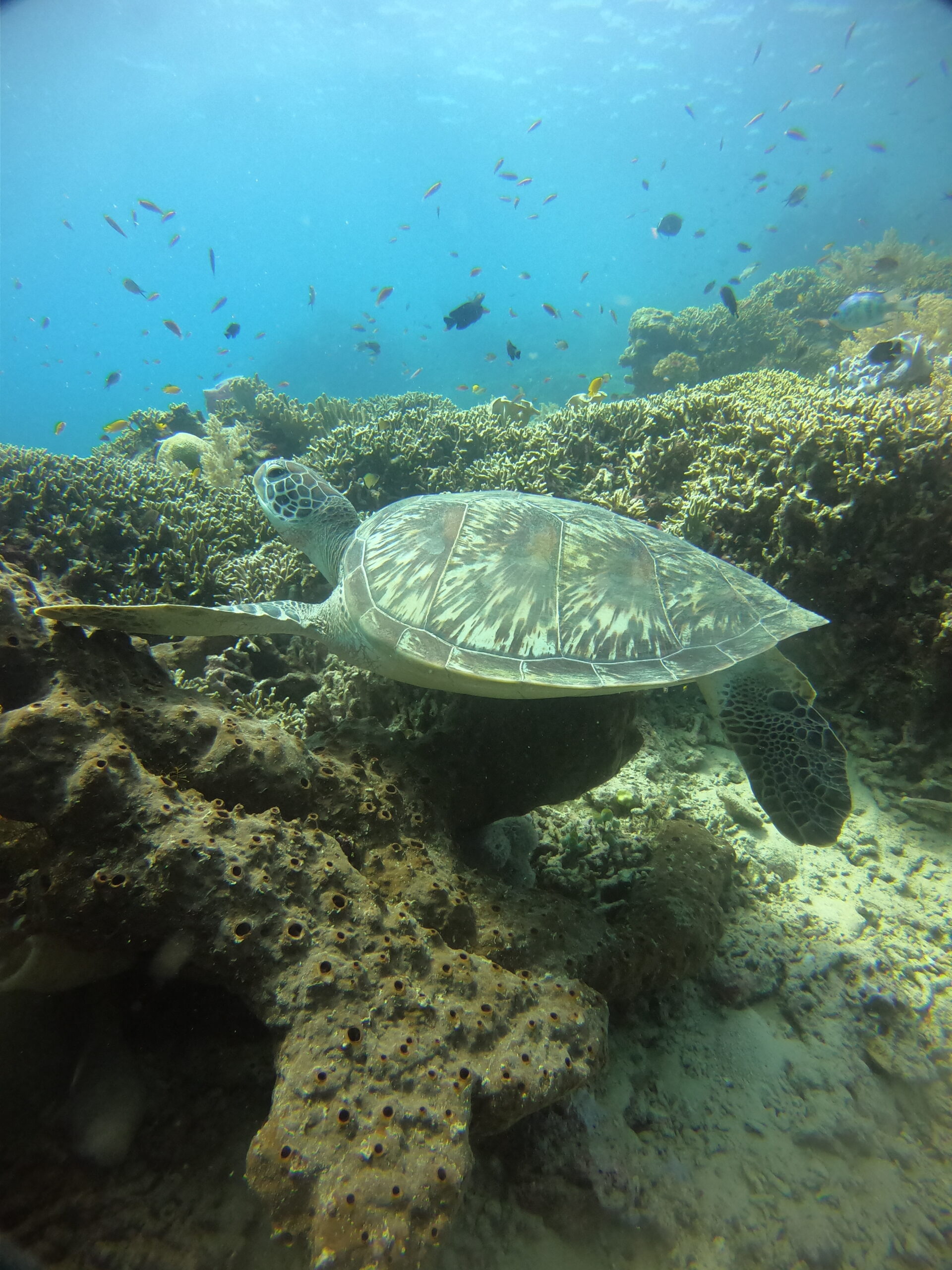 DCIM100GOPROGOPR4917.JPG
