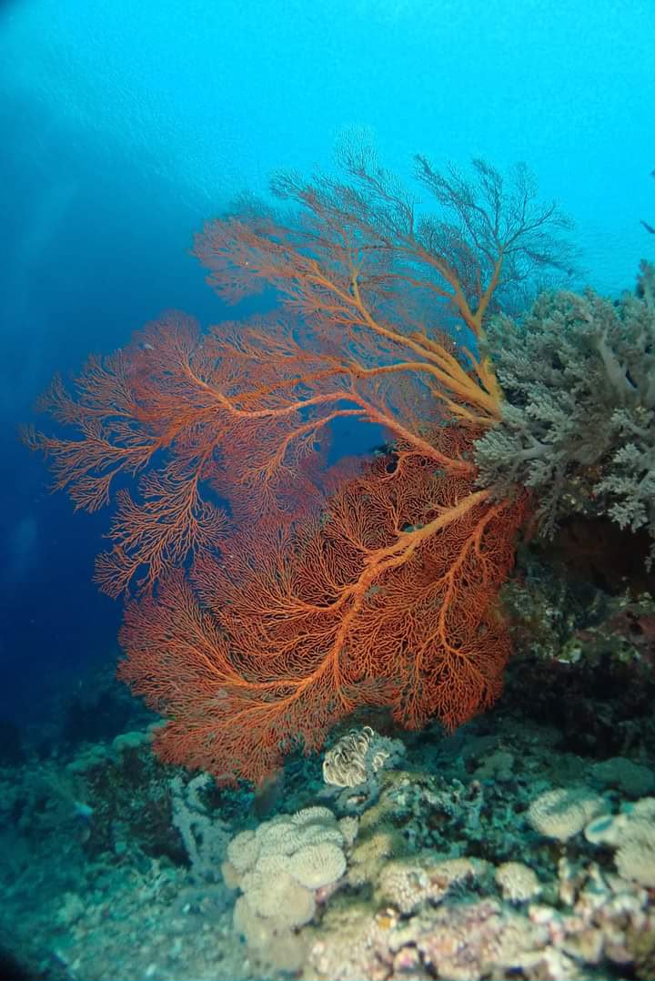 Reef underwater fan