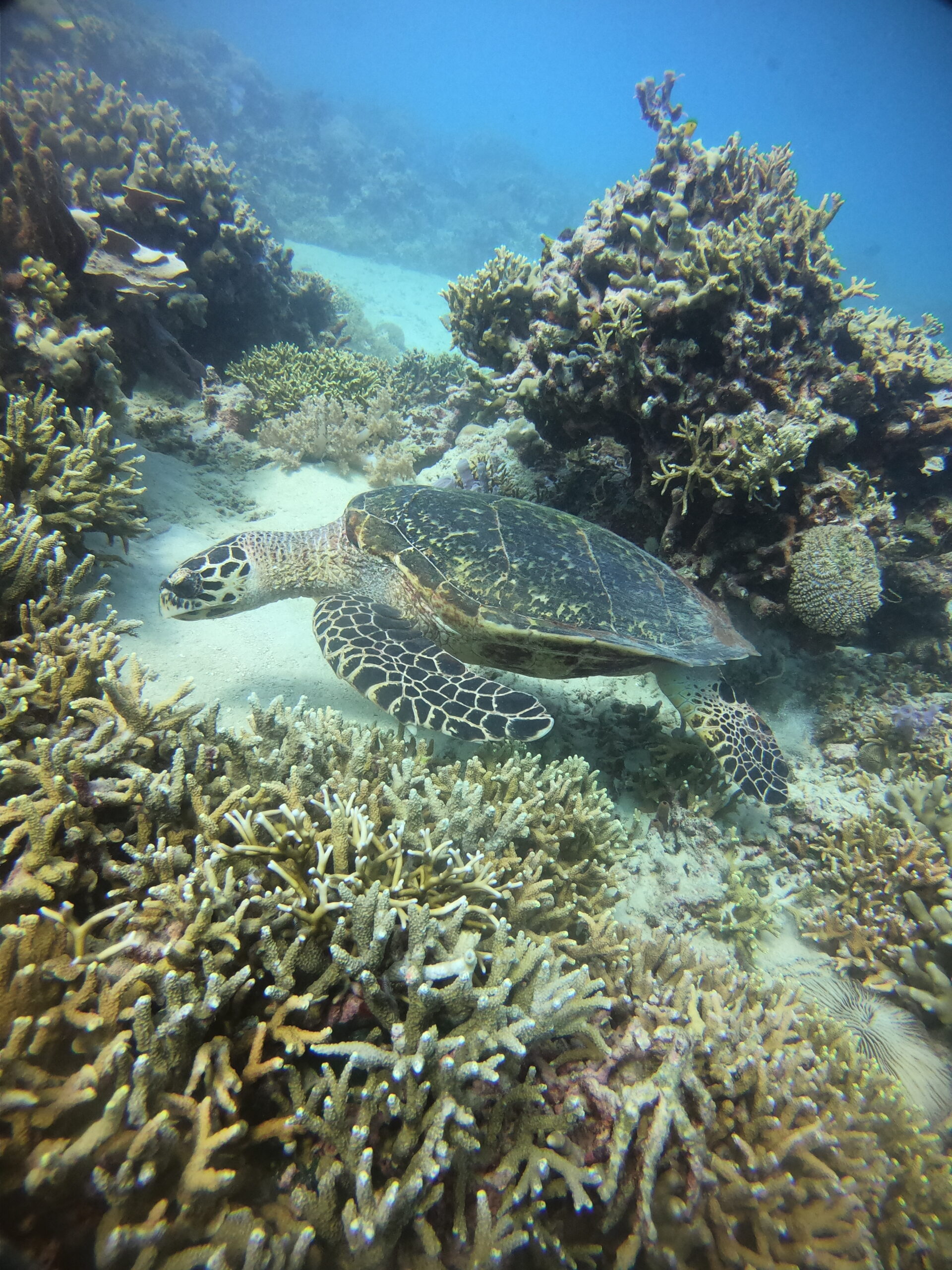 cours PADI Bali
