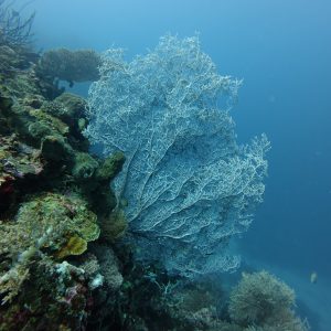 Diving Menjangan Island from Pemuteran