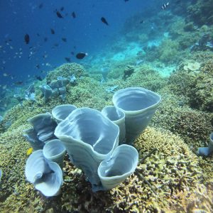 Diving Menjangan Island from Pemuteran