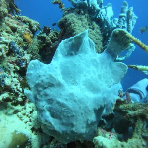 Diving Menjangan Island from Pemuteran