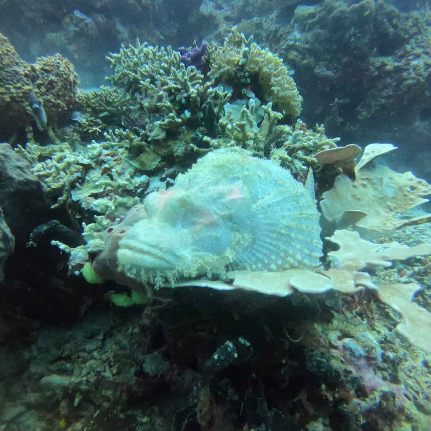 Menjangan stonefish Menjangan stonefish