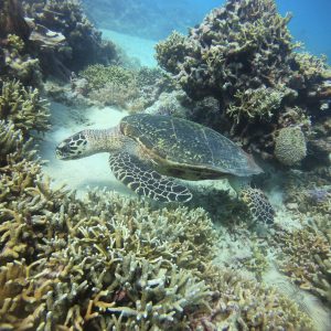 Diving Menjangan Island from Pemuteran