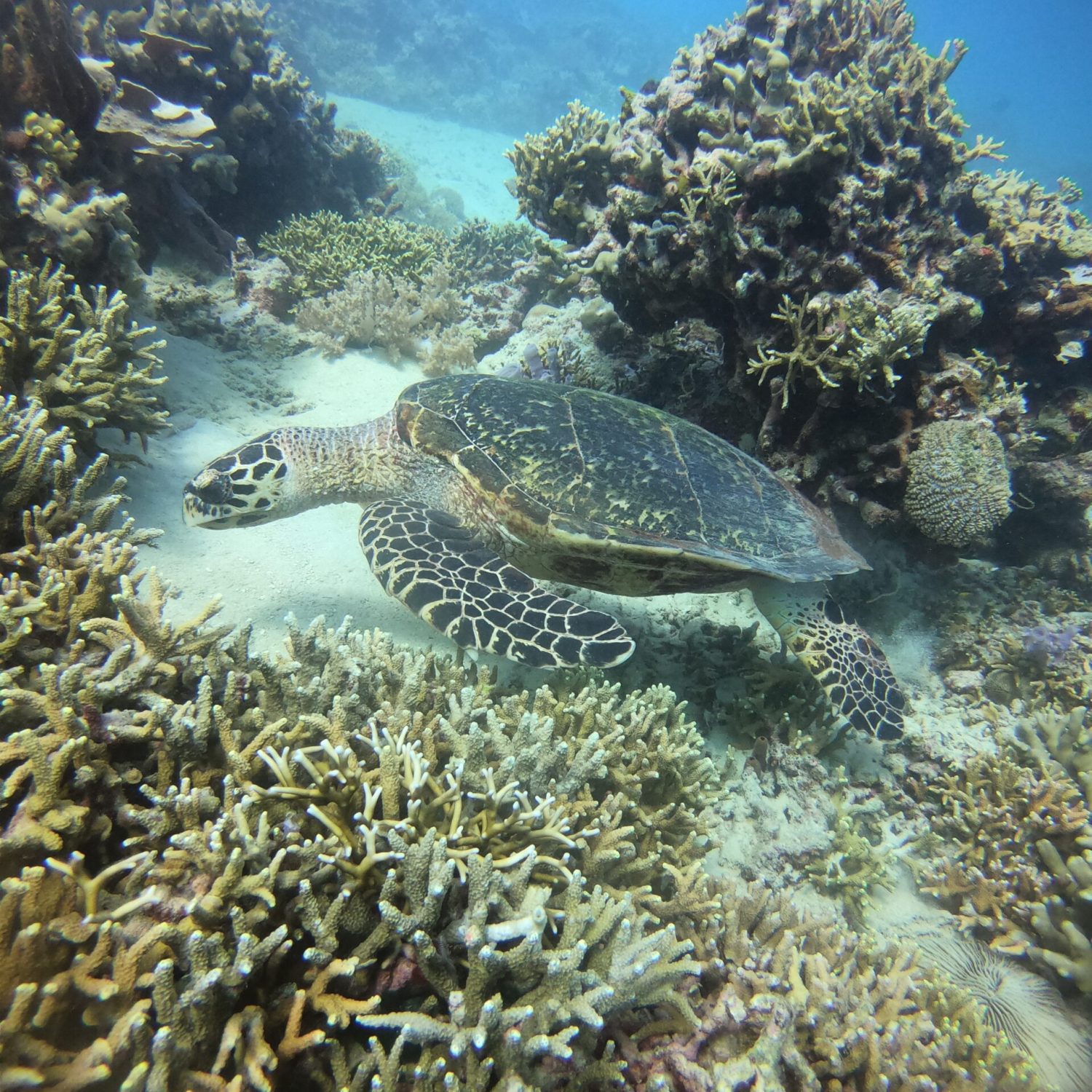 Diving Menjangan Island from Pemuteran Diving Menjangan Island from Pemuteran