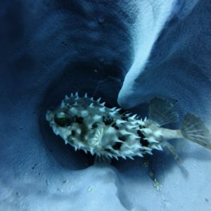 Menjangan island diving from Pemuteran