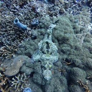 Diving Menjangan Island from Pemuteran
