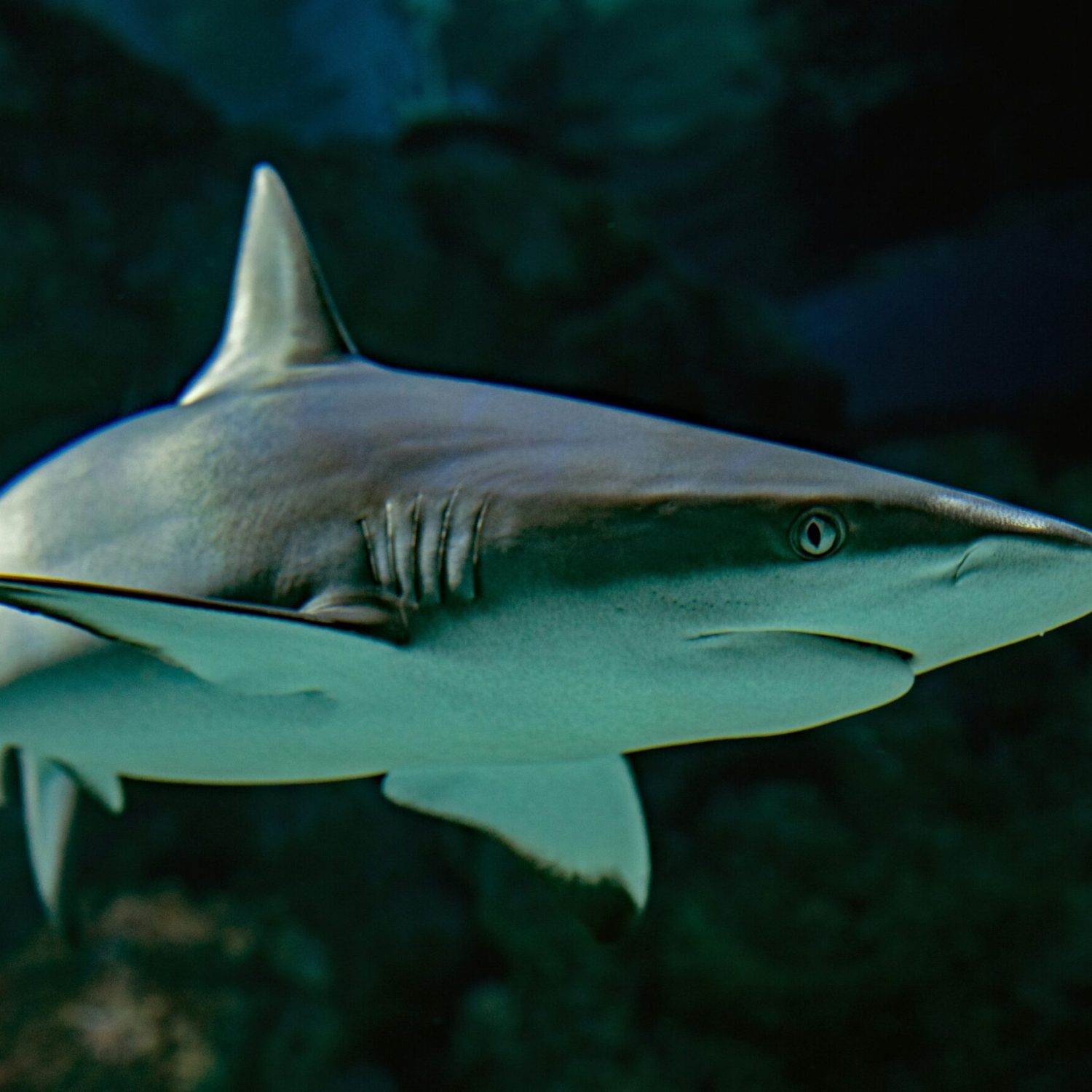 Reef shark Reef shark