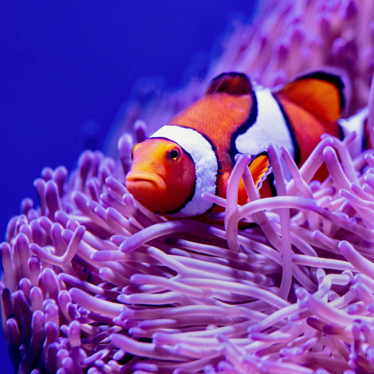 Clown fish PADI courses
