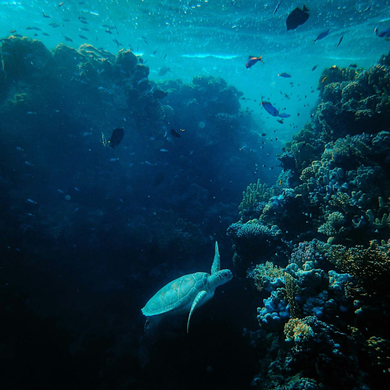 Diving wall Diving wall
