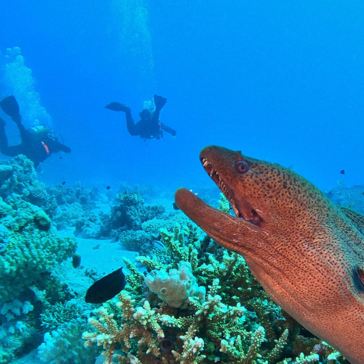 Giant moray eel Giant moray eel