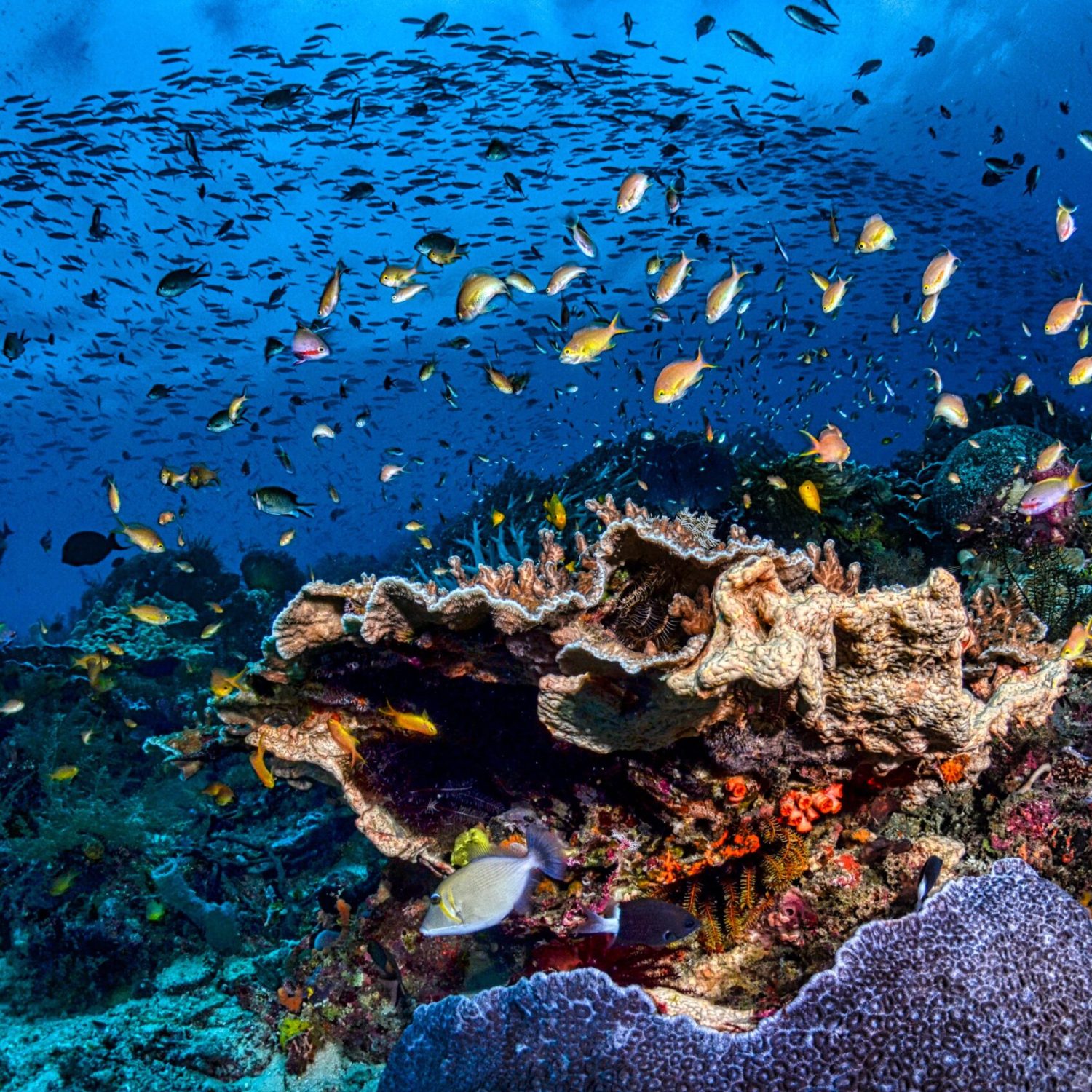 Coral Garden Coral Garden